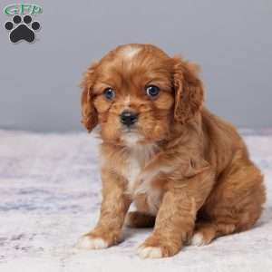 Chase, Cavalier King Charles Spaniel Puppy